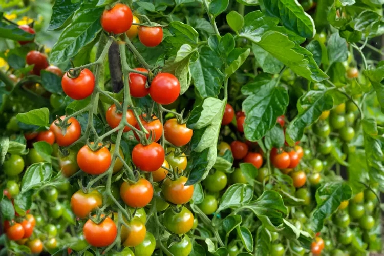 Tomato & Vegetable Feed
